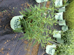 Dark Blue Moody Blues™ Veronica ~ Veronica spicata 'Novaverblu' 19CM