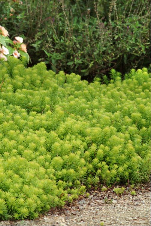 Angelina Stonecrop ~ Sedum rupestre 19CM