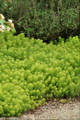 Angelina Stonecrop ~ Sedum rupestre 19CM