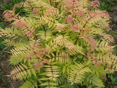 Sem False Spirea ~ Sorbaria sorbifolia 'Sem' G3