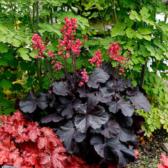 Black Forest Cake Coral Bells ~ Heuchera x 'Black Forest Cake' 19CM
