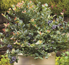 Pink Icing® Blueberry ~ Vaccinium ‘ZF06-079’ 19CM