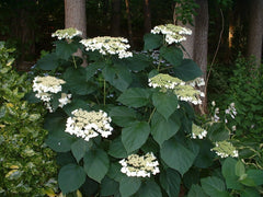 Haas' Halo Smooth Hydrangea ~ Hydrangea arborescens 'Haas' Halo' 19CM