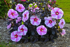 Starry Starry Night Rose Mallow ~ Hibiscus x 'Starry Starry Night' 19CM