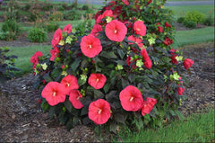 Mars Madness Rose Mallow ~ Hibiscus x 'Mars Madness' G2