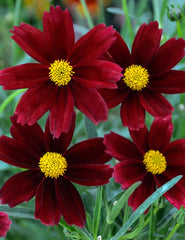 Li'l Bang™ Red Elf Tickseed ~ Coreopsis x 'Red Elf' 19CM