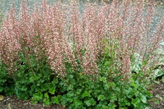 Champagne Coral Bells ~ Heuchera x 'Champagne' 19CM