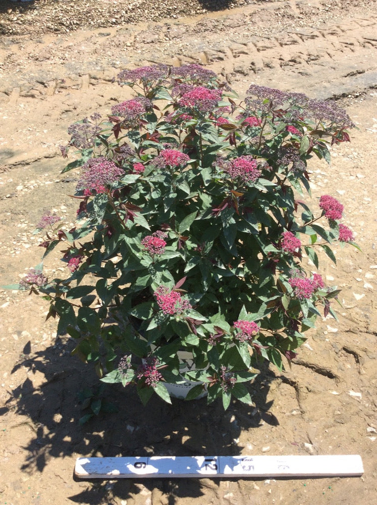 Double Play® Red Spirea ~ Spiraea japonica 'SMNSJMFR' G3