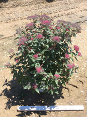Double Play® Red Spirea ~ Spiraea japonica 'SMNSJMFR' G3