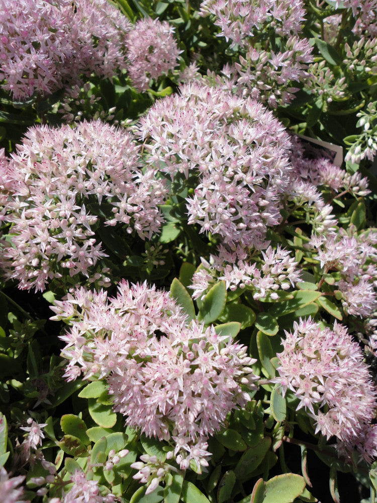Rock 'N Round® Pure Joy Stonecrop ~ Sedum G1