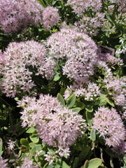 Rock 'N Round® Pure Joy Stonecrop ~ Sedum G1