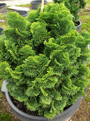 True Dwarf Hinoki Cypress ~ Chamaecyparis obtusa 'Nana' G3