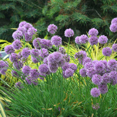 Medusa Ornamental Onion ~ Allium 'Medusa' 19CM
