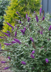 Miss Violet Butterfly Bush ~ Buddleia x 'Miss Violet' G3