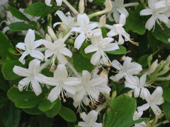 Swamp Azalea ~ Rhododendron viscosum  G2