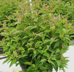 Muskingum® Dogwood ~ Cornus racemosa 'Muszam' G3