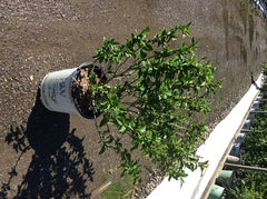 Lil' Kim® Violet Rose of Sharon ~ Hibiscus syriacus 'SHIMRV24' G2