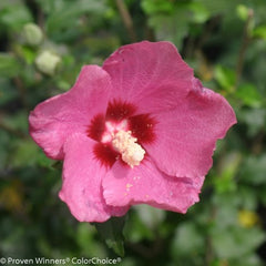 Lil' Kim® Red Rose of Sharon ~ Hibiscus syriacus 'SHIMRR38' G2