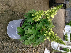 Jetstream™ Hydrangea ~ Hydrangea quercifolia 'PIIHQ-I' G3