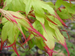 Tsuma Gaki Japanese Maple ~ Acer palmatum 'Tsuma Gaki' G3