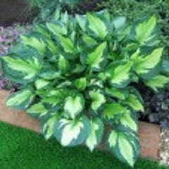 Whirlwind Plantain Lily ~ Hosta 'Whirlwind' 19CM