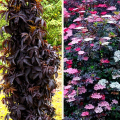 Black Tower Elderberry ~ Sambucus nigra 'EIFFEL 1' G3