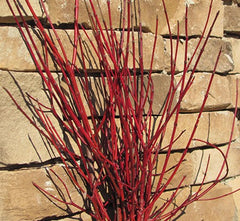 Cayenne Dogwood ~ Cornus amomum 'Cayenne' G3