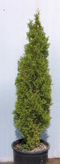 Degroot's Spire Arborvitae ~ Thuja occidentalis 'Degroot's Spire' G3