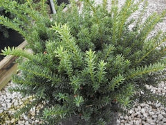 Ward's Yew ~ Taxus x media 'Wardii' G3