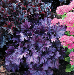 Forever® Purple Coral Bells ~ Heuchera x 'Forever Purple' 19CM