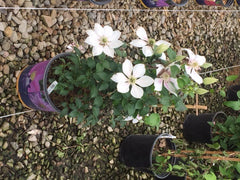 Boulevard® Corinne™ Clematis ~ Clematis x 'Evipo063' 19CM