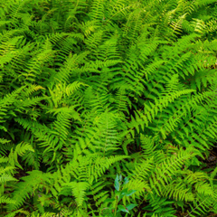 Hayscented Fern ~ Dennstaedtia punctilobula 19CM