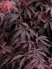 Burgundy Lace Japanese Maple ~ Acer palmatum 'Burgundy Lace'  G3 24" LB