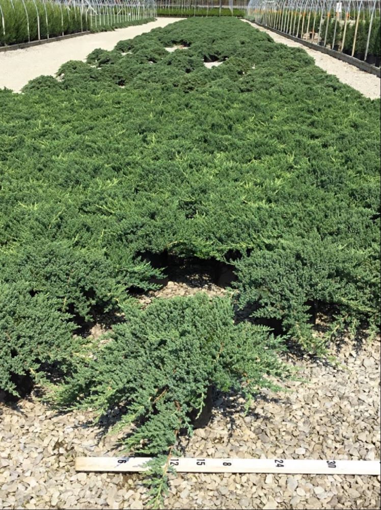 Dwarf Japanese Garden Juniper ~ Juniperus procumbens 'Nana' G3