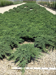 Dwarf Japanese Garden Juniper ~ Juniperus procumbens 'Nana' G3