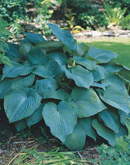 Blue Angel Plantain Lily ~ Hosta 'Blue Angel' 19CM