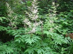 Goat's Beard ~ Aruncus dioicus G1