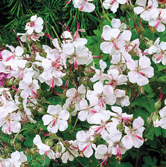 Biokovo Cranesbill ~ Geranium x cantabrigiense 'Biokovo' 19CM