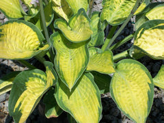 Paul's Glory Plantain Lily ~ Hosta 'Paul's Glory' 19CM