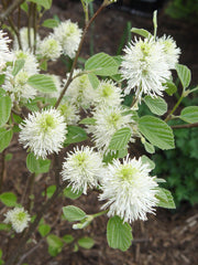 Mount Airy Fothergilla ~ Fothergilla major 'Mount Airy' G3