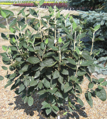 Allegheny Viburnum ~ Viburnum rhytidophylloides 'Allegheny' G3