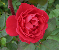 Blaze Climbing Rose ~ Rosa 'Demokracie' G2