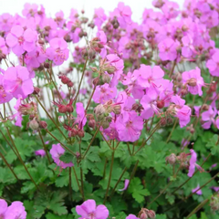Biokovo Karmina Cranesbill ~ Geranium cantabrigiense Biokovo Karmina 19CM