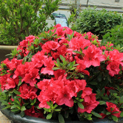 Red Demon Azalea ~ Rhododendron 'Red Demon' G3