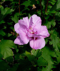 Arden's Rose of Sharon ~ Hibiscus syriacus 'Ardens' G3
