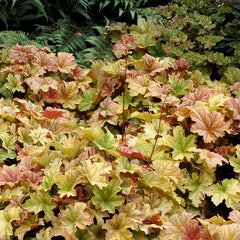 Topax Jazz Coral Bells ~ Heuchera x 'Topaz Jazz' 19CM
