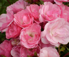 Pinktopia Rose ~ Rosa 'BAImas' G2