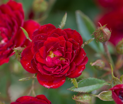Chi™ Rose ~ Rosa 'Ballim' G2