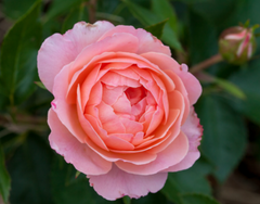 Calypso Rose ~ Rosa 'BAIypso' G2