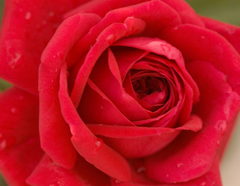 Kashmir Rose ~ Rosa 'BAImir' G2